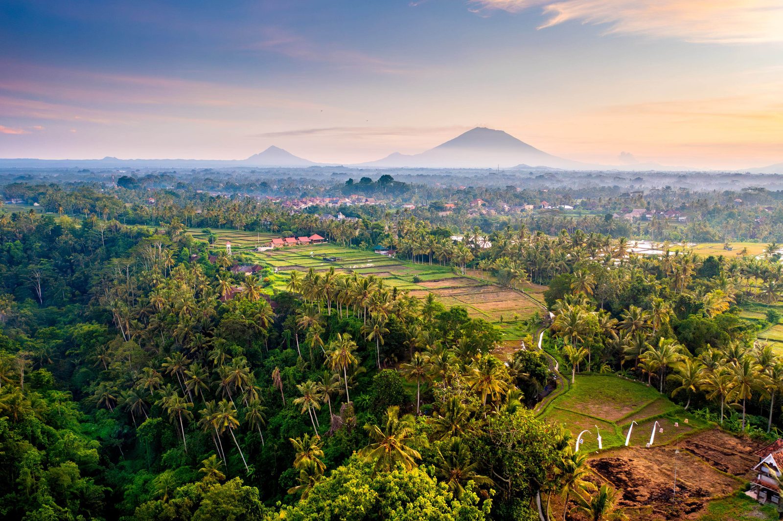 Rice fields and palms at sunrise with the volcanoes on the horizon